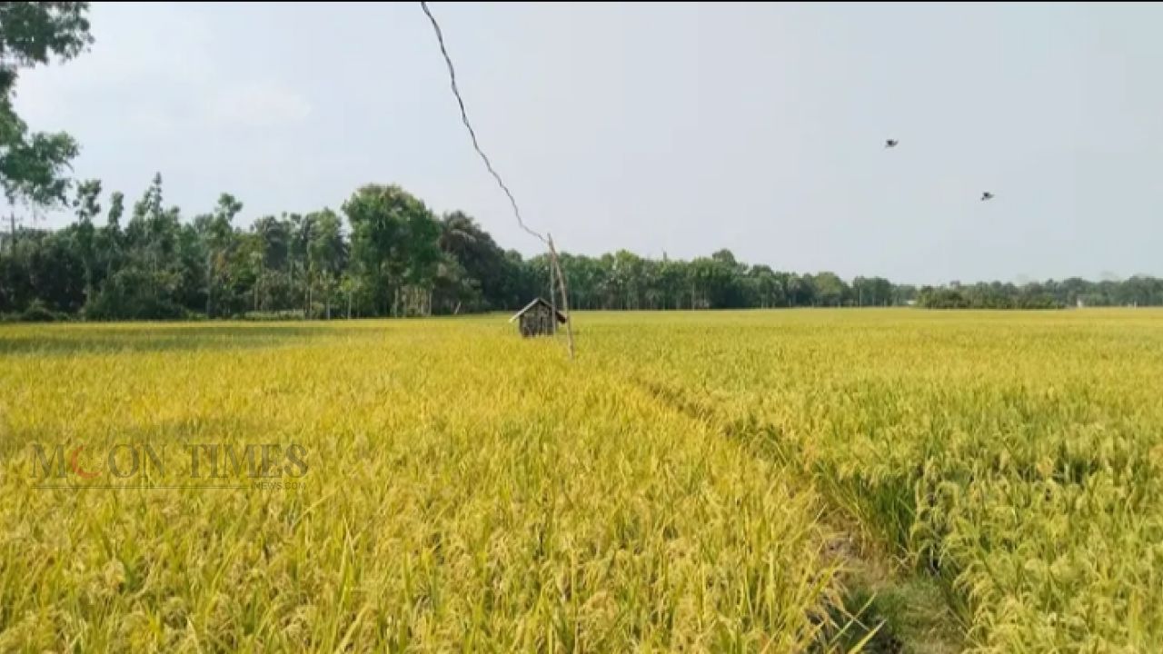 বিদ্যুৎ-জ্বালানি সংকট ও ধানের দরপতনে বিপাকে সাতক্ষীরার কৃষকরা