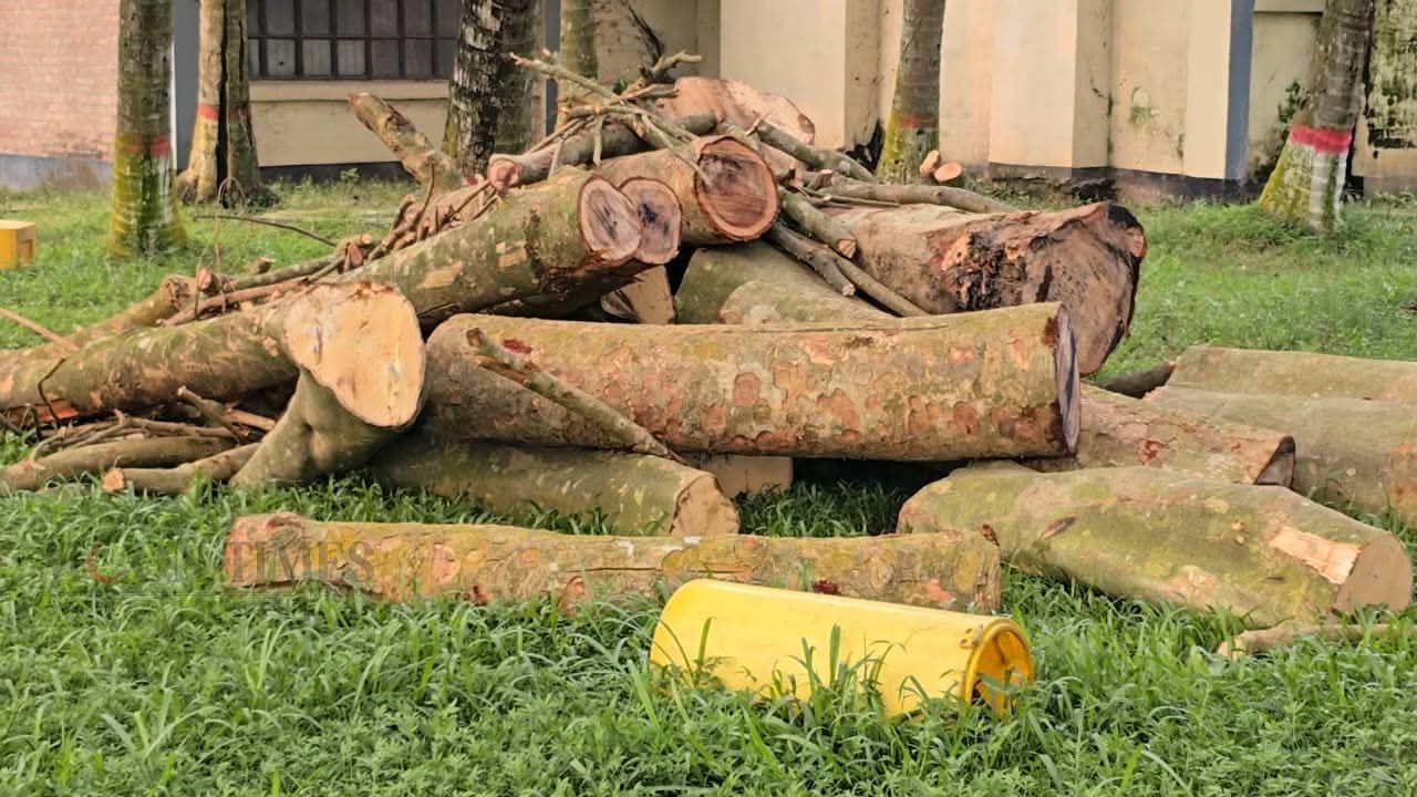 হিলিতে ওসির নির্দেশে গাছ কর্তন, জানেন না ইউএনও ও বন বিভাগ